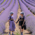 Campos de lavanda