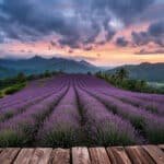 Vista panorâmica do O Lavandário em Cunha, São Paulo, mostrando a plantação de lavanda no topo da montanha durante o entardecer. Imagem criada com IA