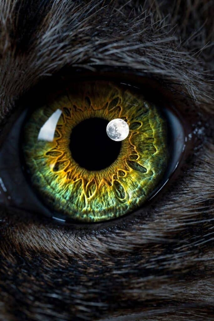 Close-up macro do olho de um gato brilhando no escuro com o reflexo nítido da lua, demonstrando a biologia da visão noturna.