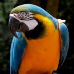 Arara na Floresta Amazônica