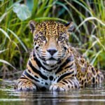 Imagem criada com IA de uma Panthera no Pantanal