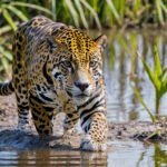 Imagem criada com IA de uma Panthera no Pantanal. Onça-Pintada