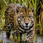 Imagem criada com IA de uma Panthera no Pantanal, Onça-Pintada