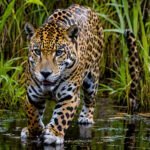Imagem criada com IA de uma Panthera no Pantanal. Onça-Pintada