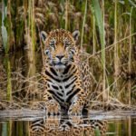 Imagem criada com IA de uma Panthera onca no Pantanal. Onça-Pintada