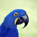 Araras brasileiras: Arara Azul
