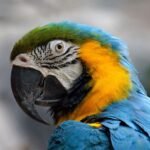 Arara Canindé