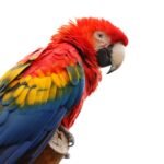 Araras brasileiras: Arara Vermelha