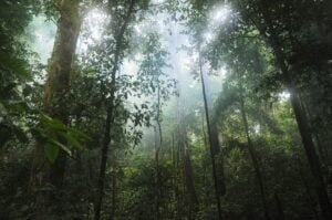 Floresta Amazônica