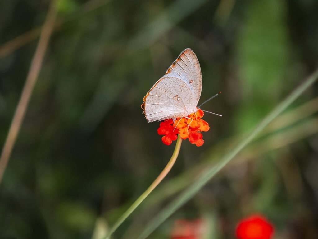 Biodiversidade. Preservação do meio ambiente