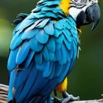 Arara-azul-de-lear-espécie em extinção no Brasil