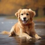 Raças populares de cães. Fotografia de Golden Retrievier