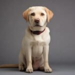 Imagem de um cão Labrador Retriever