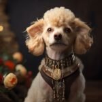 Imagem de um Poodle