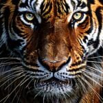 Tigre de Sumatra. Espécie em extinção