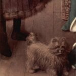 O casal Arnolfini. Detalhe do cão.