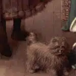O casal Arnolfini. Detalhe do cão.