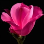 Georgia O'Keeffe rosa intimidade pintura abstrata digital