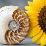 Espiral de Fibonacci desenhada sobre a concha de um náutilo e um girassol