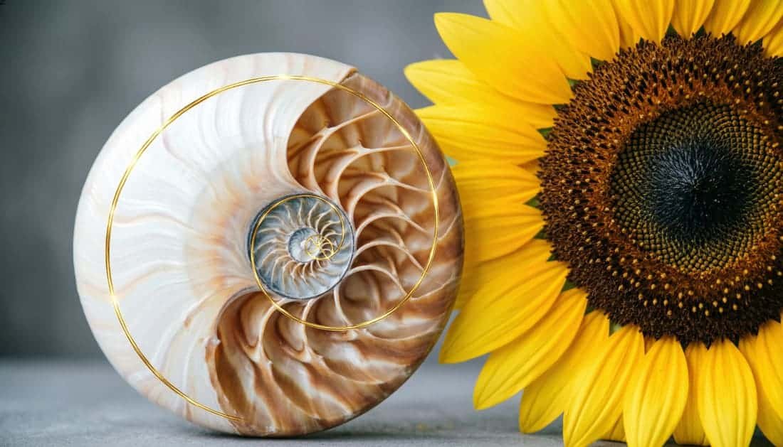 Espiral de Fibonacci desenhada sobre a concha de um náutilo e um girassol